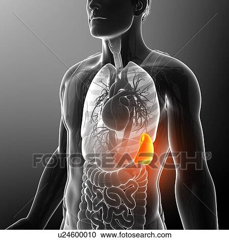 Male spleen, illustration View Large Photo Image Stock Image - Male spleen, illustration. Fotosearch