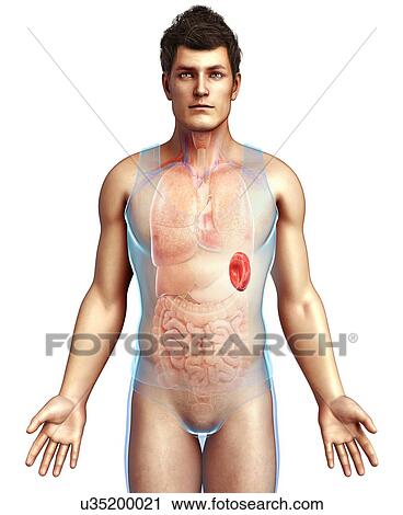 Stock Image - Male spleen, illustration. Fotosearch