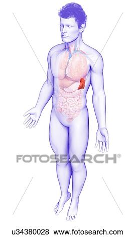 Stock Photo - Male spleen, illustration. Fotosearch