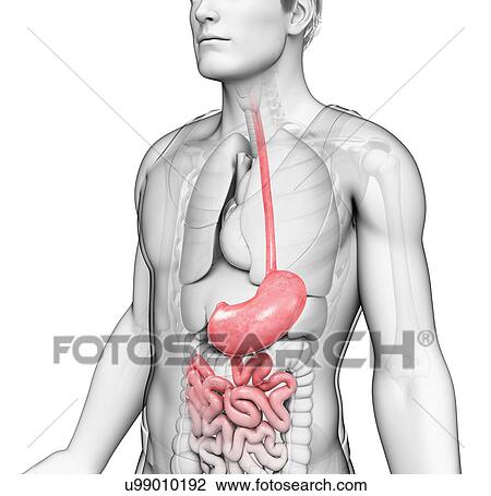 Stock Image - Male stomach, illustration. Fotosearch
