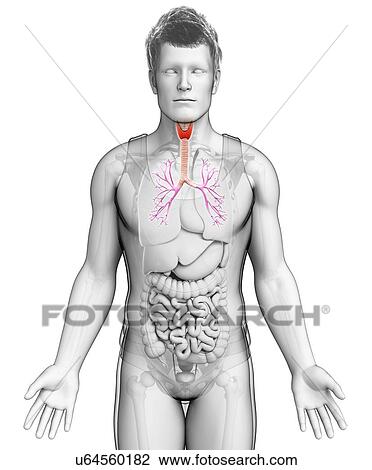 Stock Image - Male trachea and bronchi, illustration. Fotosearch