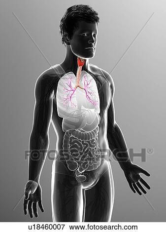 Male trachea and bronchi, illustration View Large Photo Image Stock Photo - Male trachea and bronchi, illustration. Fotosearch
