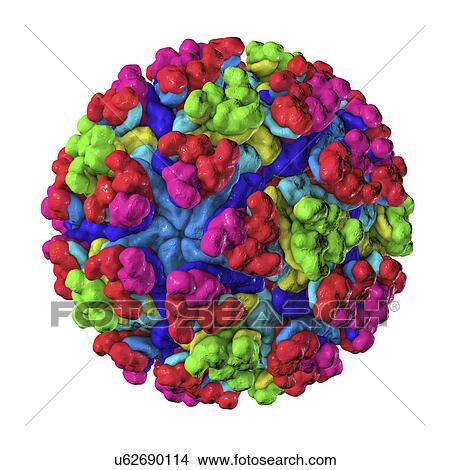 Mayaro virus, illustration View Large Photo Image Picture - Mayaro virus, illustration. Fotosearch