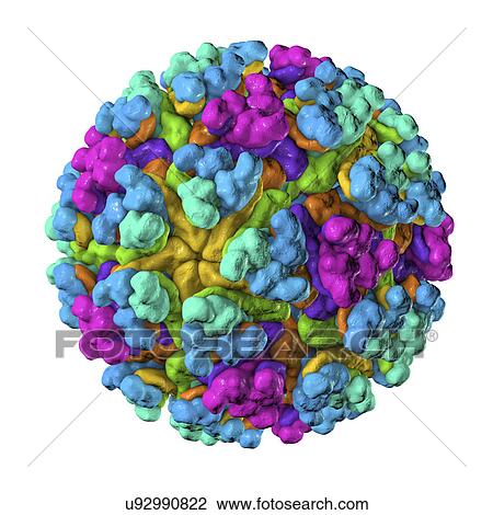 Stock Image - Mayaro virus, illustration. Fotosearch