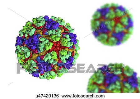 Stock Photograph - Mayaro virus, illustration. Fotosearch