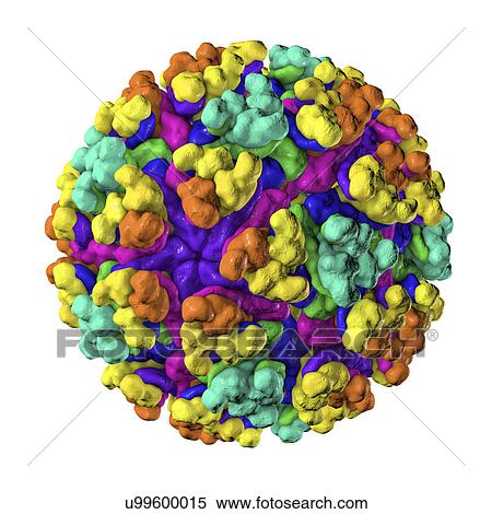 Stock Photography - Mayaro virus, illustration. Fotosearch