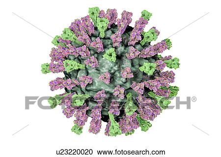 Stock Image - Measles virus, illustration. Fotosearch