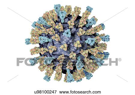 Stock Photo - Measles virus, illustration. Fotosearch