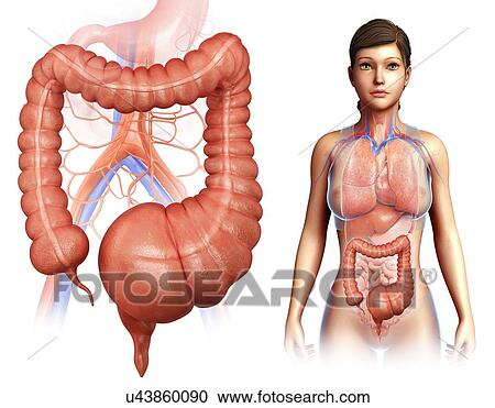 Stock Image - Megacolon, illustration. Fotosearch