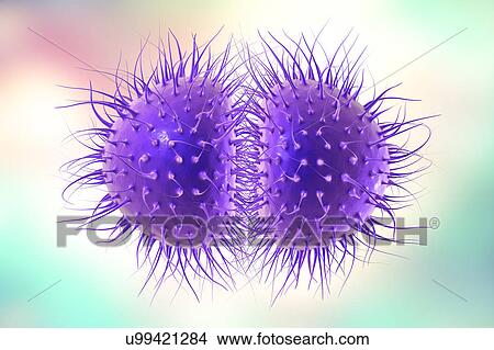 Meningitis bacteria, illustration View Large Photo Image Picture - Meningitis bacteria, illustration. Fotosearch