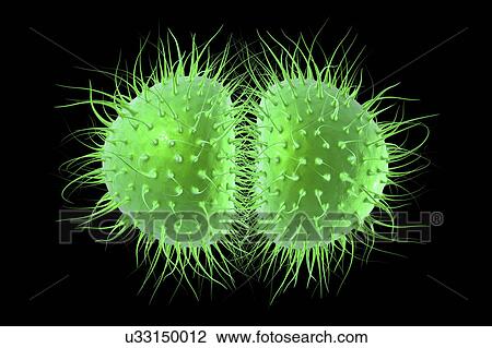 Meningitis bacteria, illustration View Large Photo Image Stock Image - Meningitis bacteria, illustration. Fotosearch