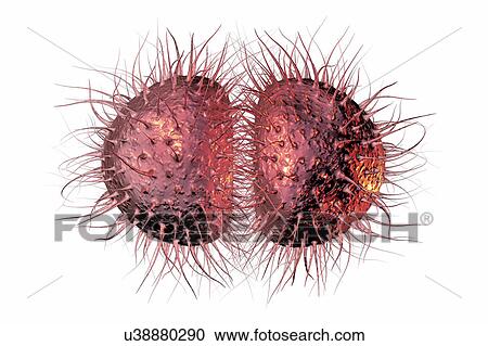 Stock Image - Meningitis bacteria, illustration. Fotosearch