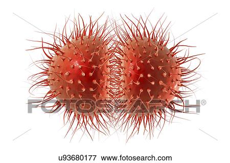 Meningitis bacteria, illustration View Large Photo Image Stock Photo - Meningitis bacteria, illustration. Fotosearch