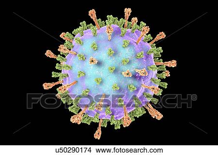 Mumps virus, illustration View Large Photo Image Picture - Mumps virus, illustration. Fotosearch