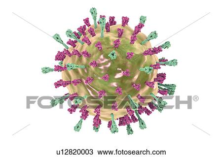 Stock Image - Mumps virus, illustration. Fotosearch
