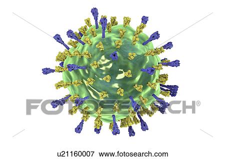Mumps virus, illustration View Large Photo Image Stock Photo - Mumps virus, illustration. Fotosearch