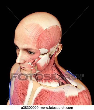 Stock Photo - Muscles of the head and shoulders, illustration. Fotosearch