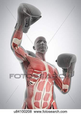 Stock Photo - Muscular structure of a boxer, illustration. Fotosearch