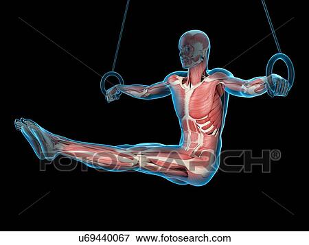 Stock Photo - Muscular structure of athlete, illustration. Fotosearch