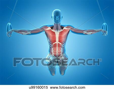 Muscular structure of athlete, illustration View Large Photo Image Stock Photography - Muscular structure of athlete, illustration. Fotosearch