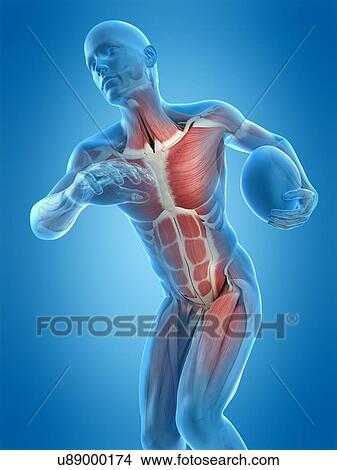 Muscular structure of rugby player, illustration View Large Photo Image Picture - Muscular structure of rugby player, illustration. Fotosearch