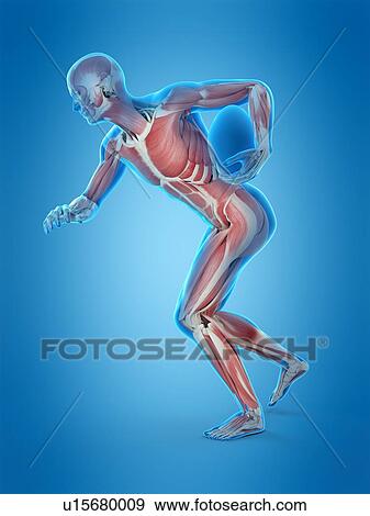 Muscular structure of rugby player, illustration View Large Photo Image Stock Photo - Muscular structure of rugby player, illustration. Fotosearch
