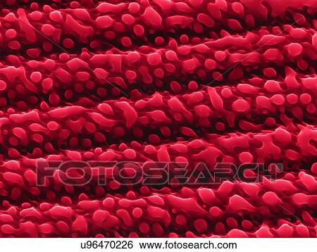 Nanostructures on nickel, SEM View Large Photo Image Stock Photograph - Nanostructures on nickel, SEM. Fotosearch