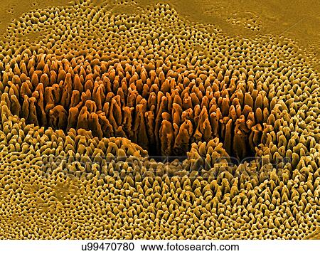 Stock Image - Nanostructures on silicon, SEM. Fotosearch