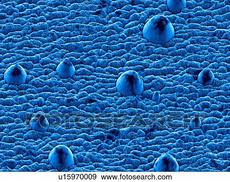 Stock Photo - Nanostructures on steel, SEM. Fotosearch