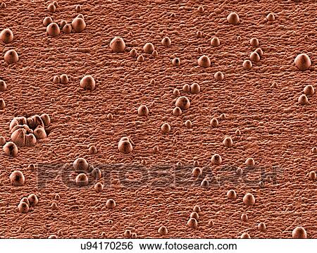 Nanostructures on steel, SEM View Large Photo Image Stock Photograph - Nanostructures on steel, SEM. Fotosearch