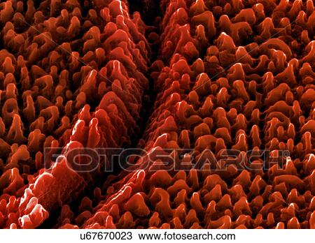 Stock Image - Nanostructures on tantalum, SEM. Fotosearch