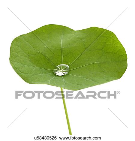 Stock Photograph - Nasturtium leaf with water droplet. Fotosearch