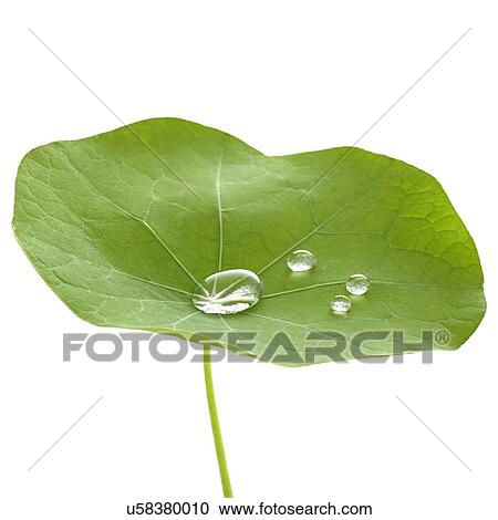 Nasturtium leaf with water droplets View Large Photo Image Stock Image - Nasturtium leaf with water droplets. Fotosearch