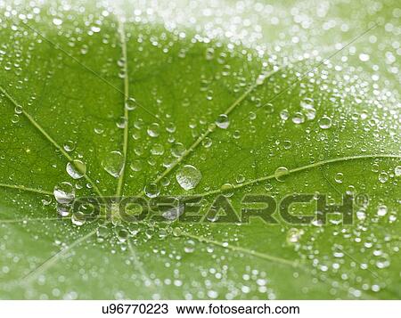 Stock Image - Nasturtium leaf with water droplets. Fotosearch