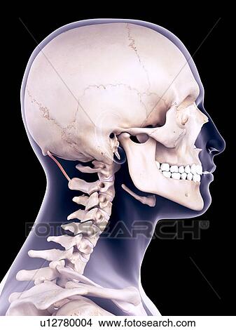 Picture - Neck muscle, illustration. Fotosearch