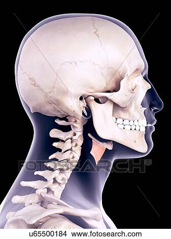 Picture - Neck muscle, illustration. Fotosearch