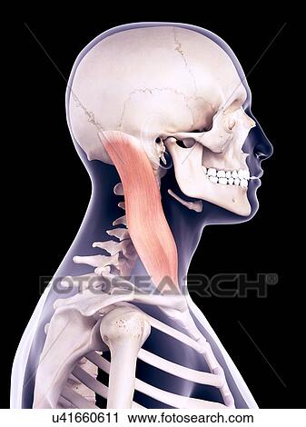 Neck muscle, illustration View Large Photo Image Stock Image - Neck muscle, illustration. Fotosearch