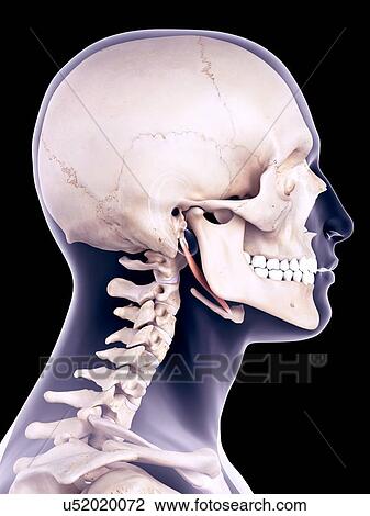 Stock Image - Neck muscle, illustration. Fotosearch