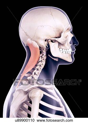Neck muscle, illustration View Large Photo Image Stock Image - Neck muscle, illustration. Fotosearch