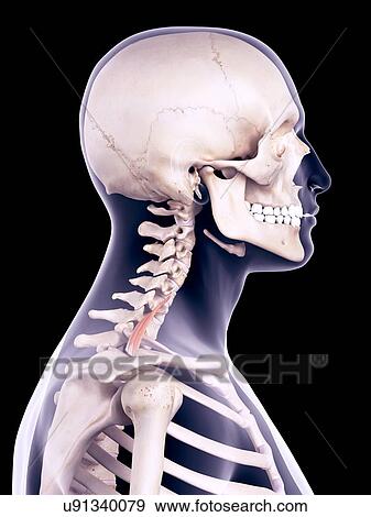 Neck muscle, illustration View Large Photo Image Stock Photo - Neck muscle, illustration. Fotosearch