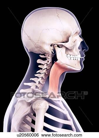 Neck muscle, illustration View Large Photo Image Stock Photograph - Neck muscle, illustration. Fotosearch