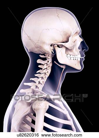 Stock Photograph - Neck muscle, illustration. Fotosearch