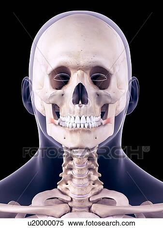 Neck muscle, illustration View Large Photo Image Stock Photography - Neck muscle, illustration. Fotosearch