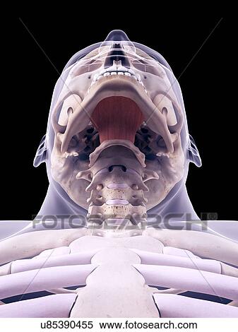 Neck muscle, illustration View Large Photo Image Stock Photography - Neck muscle, illustration. Fotosearch