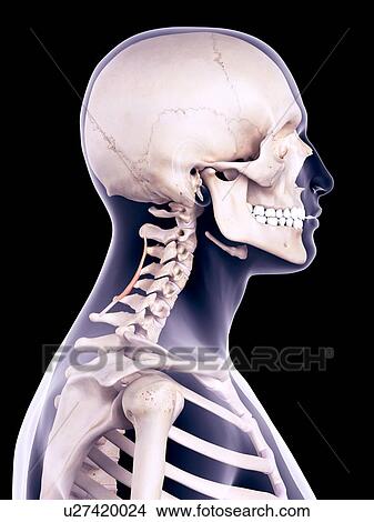 Neck muscles, illustration View Large Photo Image Picture - Neck muscles, illustration. Fotosearch