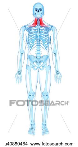 Neck muscles, illustration View Large Photo Image Picture - Neck muscles, illustration. Fotosearch
