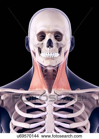 Picture - Neck muscles, illustration. Fotosearch