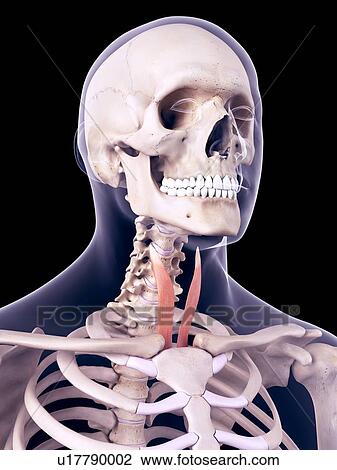 Stock Image - Neck muscles, illustration. Fotosearch