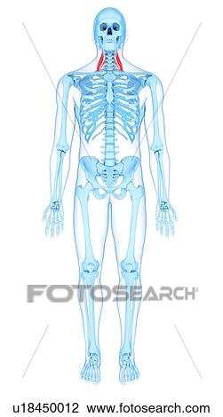Neck muscles, illustration View Large Photo Image Stock Image - Neck muscles, illustration. Fotosearch