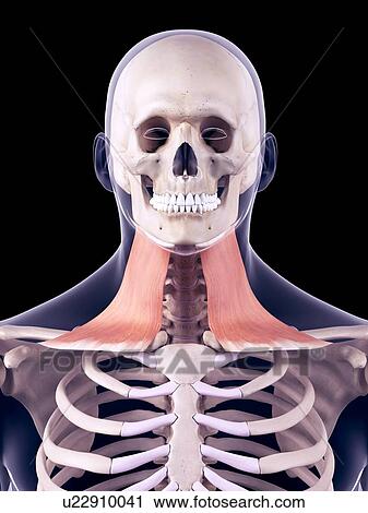 Stock Image - Neck muscles, illustration. Fotosearch
